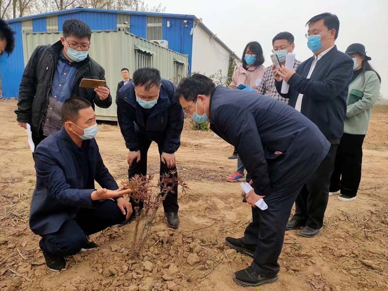 市牡丹產(chǎn)業(yè)中心、市宣傳部的領(lǐng)導及各大媒體來公司基地考察指導工作